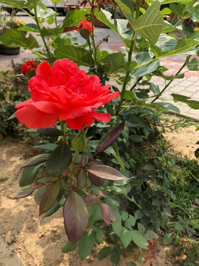 Nemesvid S'Schnoganeschd 빌라 외부 사진